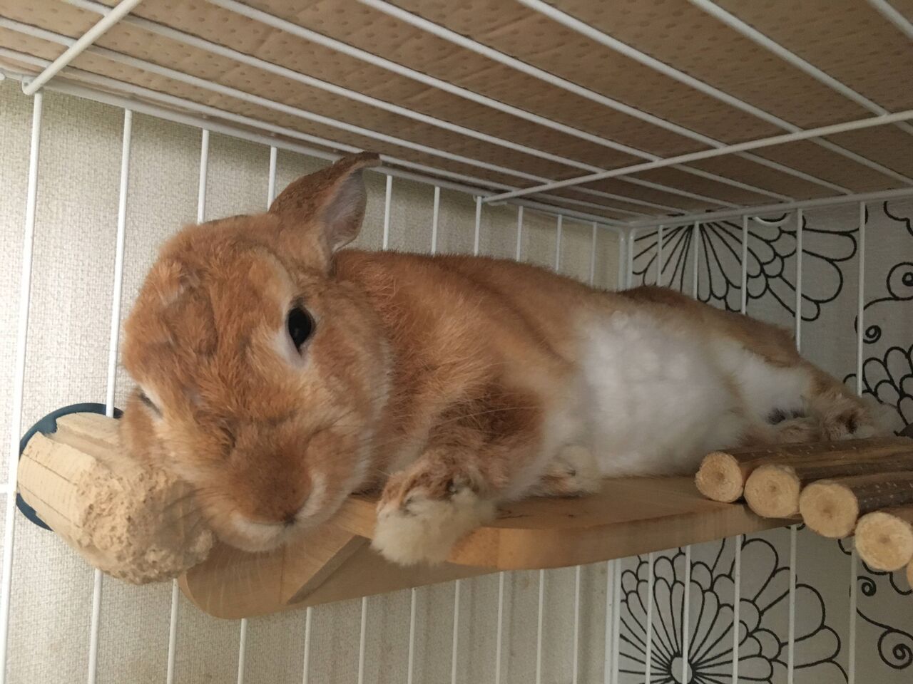 中学デビューして カッコつけて眼光鋭くなった感のうさぎさんｗｗｗ もっふるちゃんねる