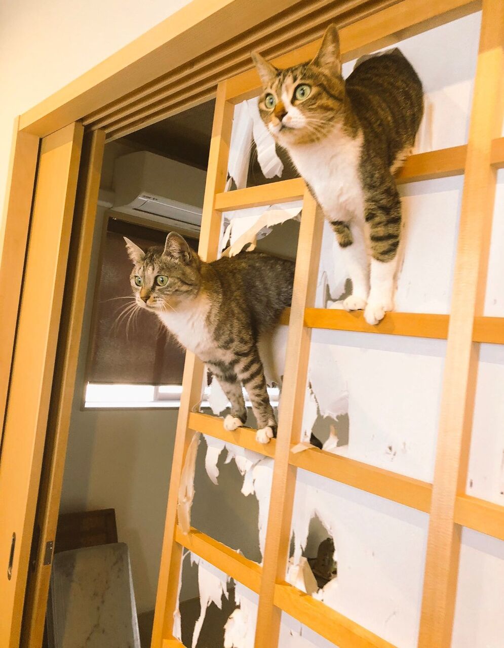 ハチワレ猫 もっふるちゃんねる ハチワレ猫 もっふるちゃんねる