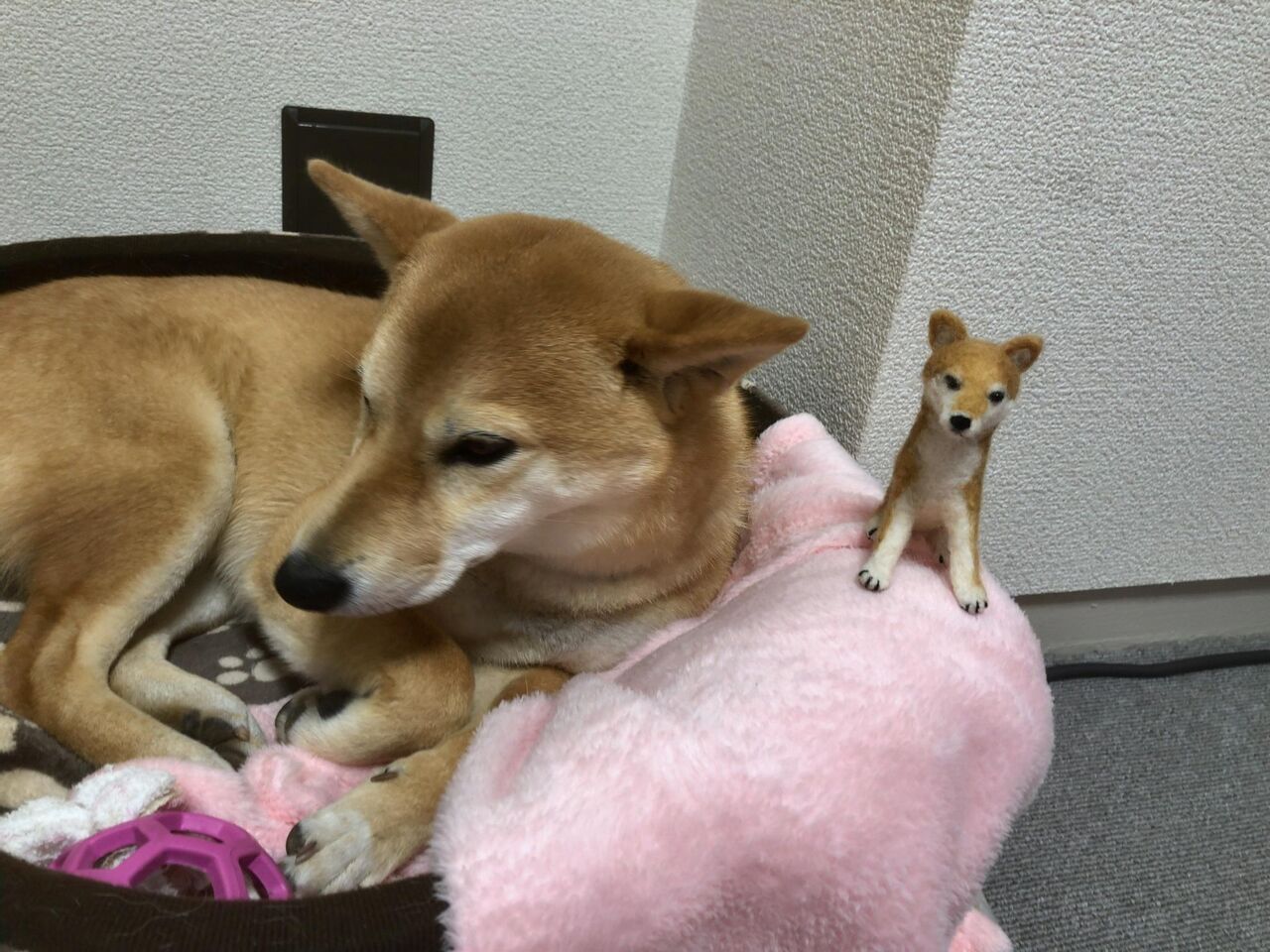 画像 うちの柴犬の抜け毛を使って羊毛フェルトの柴犬を作るのが楽しいwww もっふるちゃんねる 画像 うちの柴犬の抜け毛を使って羊毛フェルトの柴犬を作るのが楽しいwww もっふるちゃんねる