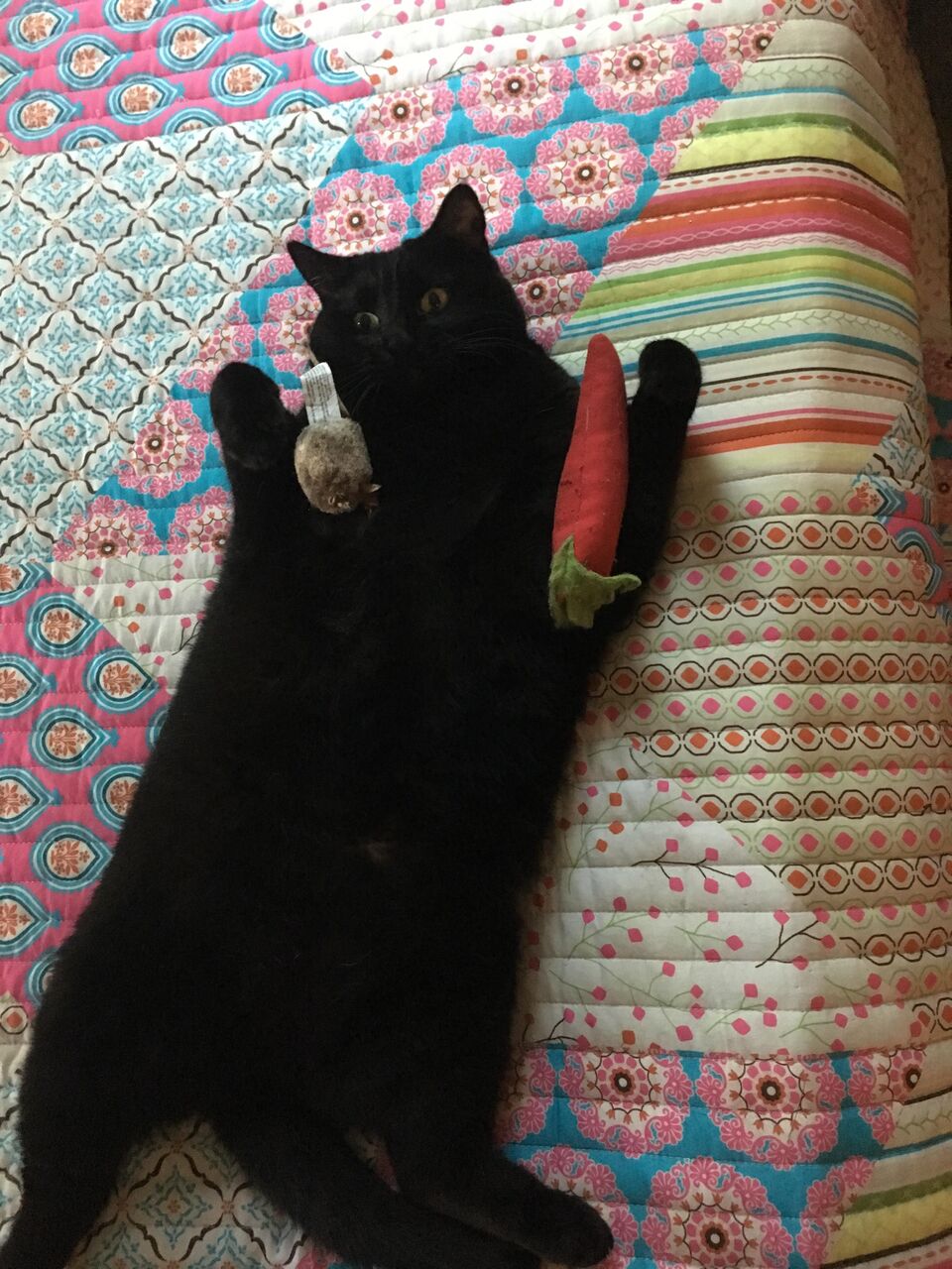 ねこ画像 しっぽでハートを作る猫さん 新郎新婦の入場ですか もっふるちゃんねる ねこ画像 しっぽでハートを作る猫さん 新郎新婦の入場ですか もっふるちゃんねる