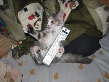 ねこ画像 新入り子猫ちゃんと先住猫さん だんだん仲良くなる様子が微笑ましいですねwww もっふるちゃんねる