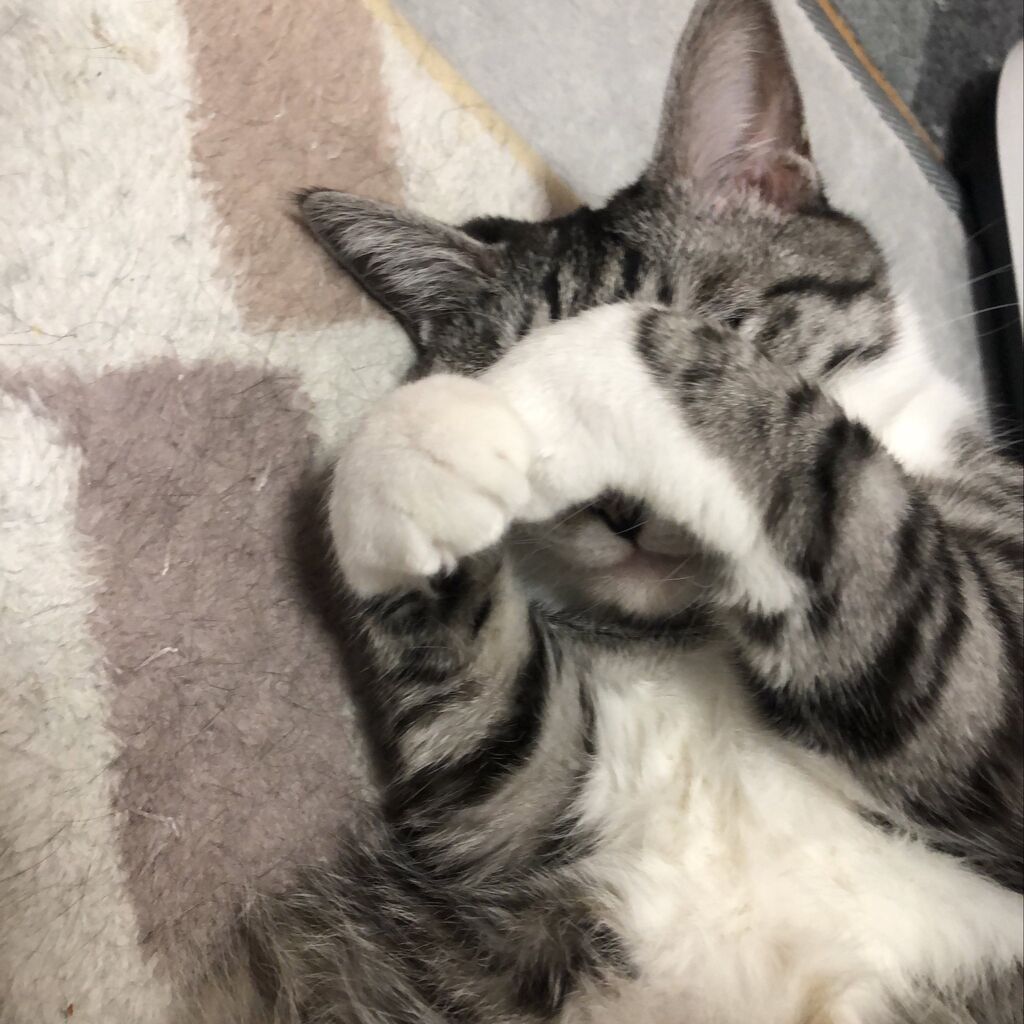 画像 わいのネッコの写真見て 可愛いンゴwwww もっふるちゃんねる 画像 わいのネッコの写真見て 可愛いンゴwwww もっふるちゃんねる