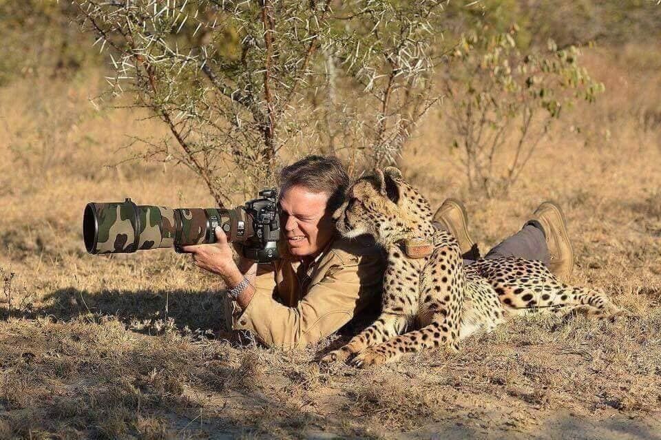 画像 チーターはその昔 王族が狩りに連れ回してたらしい もっふるちゃんねる 画像 チーターはその昔 王族が狩りに連れ回してたらしい もっふるちゃんねる