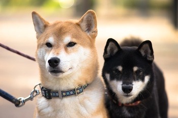 shiba-inu-3083761_640 pixabay