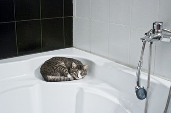https://pixabay.com/ja/photos/猫-トイレ-シャワーヘッド-1052060/
