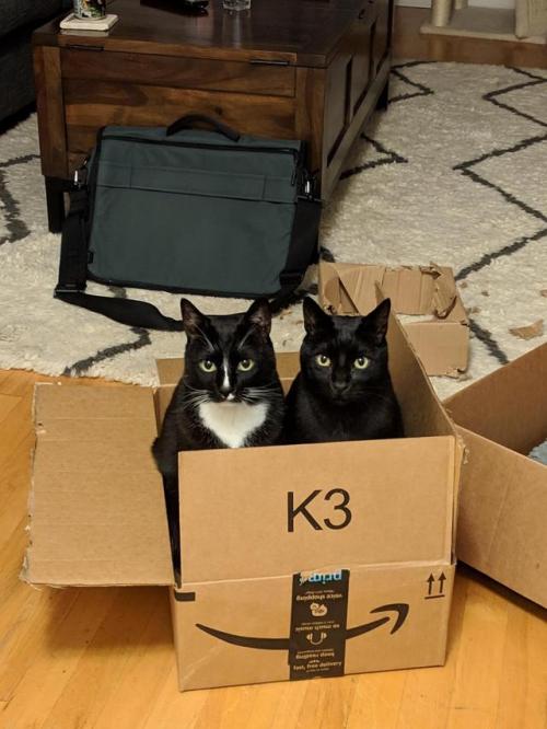 ねこ画像 お手伝いしてくれる猫さん なんだか満足げに笑ってますねwww もっふるちゃんねる ねこ画像 お手伝いしてくれる猫さん なんだか満足げに笑ってますねwww もっふるちゃんねる