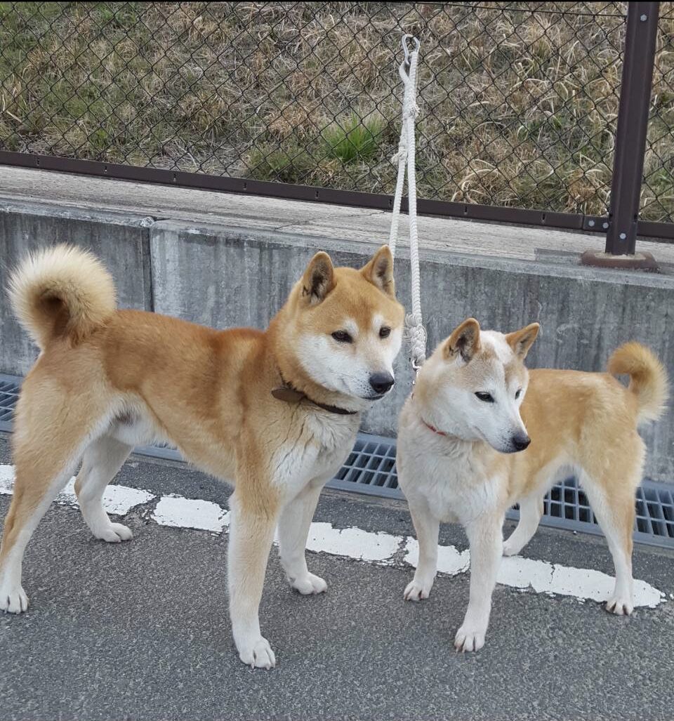 画像多め なんj イッヌ飼ってる部wwww もっふるちゃんねる
