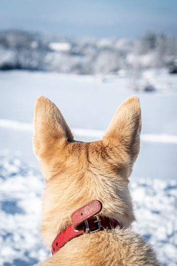 https://pixabay.com/ja/photos/犬-戻る-雪-ペット-冬-5934817/