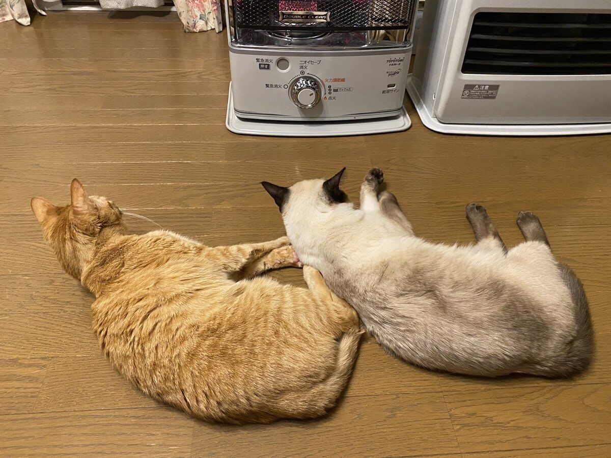画像 ネッコさん ストーブを消されて抗議してしまうwwww もっふるちゃんねる 画像 ネッコさん ストーブを消されて抗議してしまうwwww もっふるちゃんねる
