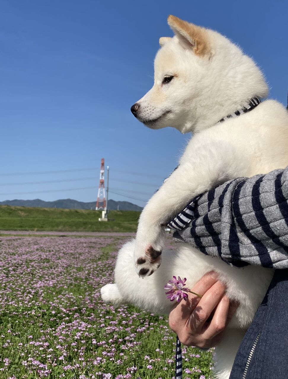 画像 白い柴犬って耳だけ茶色でかわいいよね 食パンみたいwww もっふるちゃんねる