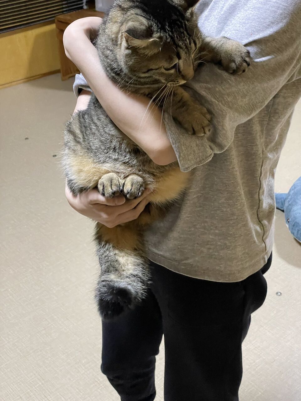 画像 ネッコさん 地震でしっぽがふとふとになってしまうwww もっふるちゃんねる 画像 ネッコさん 地震でしっぽがふとふとになってしまうwww もっふるちゃんねる
