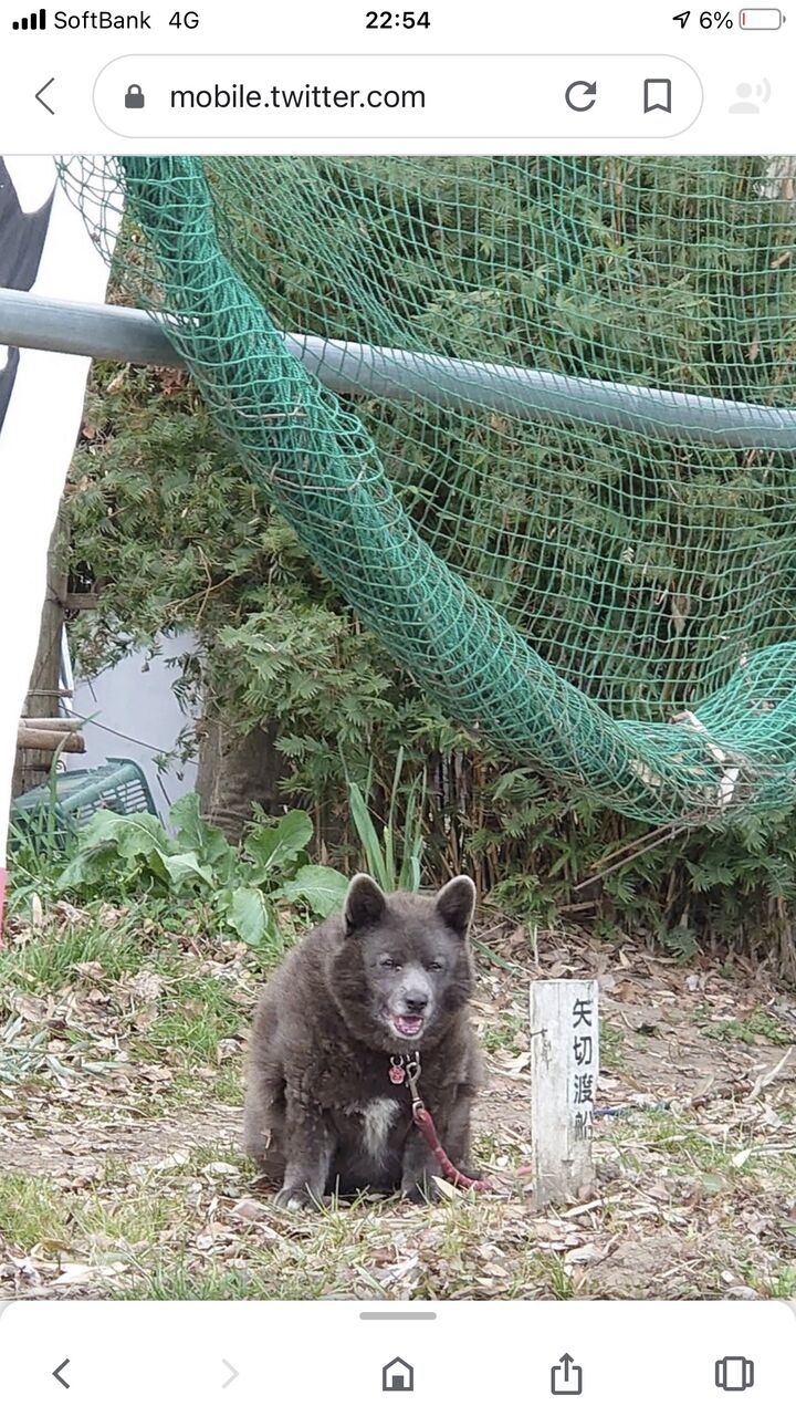 画像多め 甲斐犬 コーギー ほぼほぼ 熊だったwwww もっふるちゃんねる