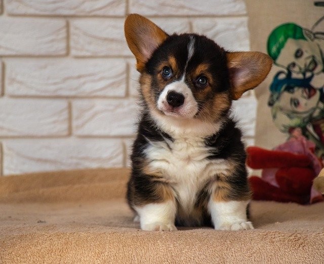 ほのぼの 犬が首をかしげる仕草ってどんな意味があるの もっふるちゃんねる ほのぼの 犬が首をかしげる仕草ってどんな意味があるの もっふるちゃんねる