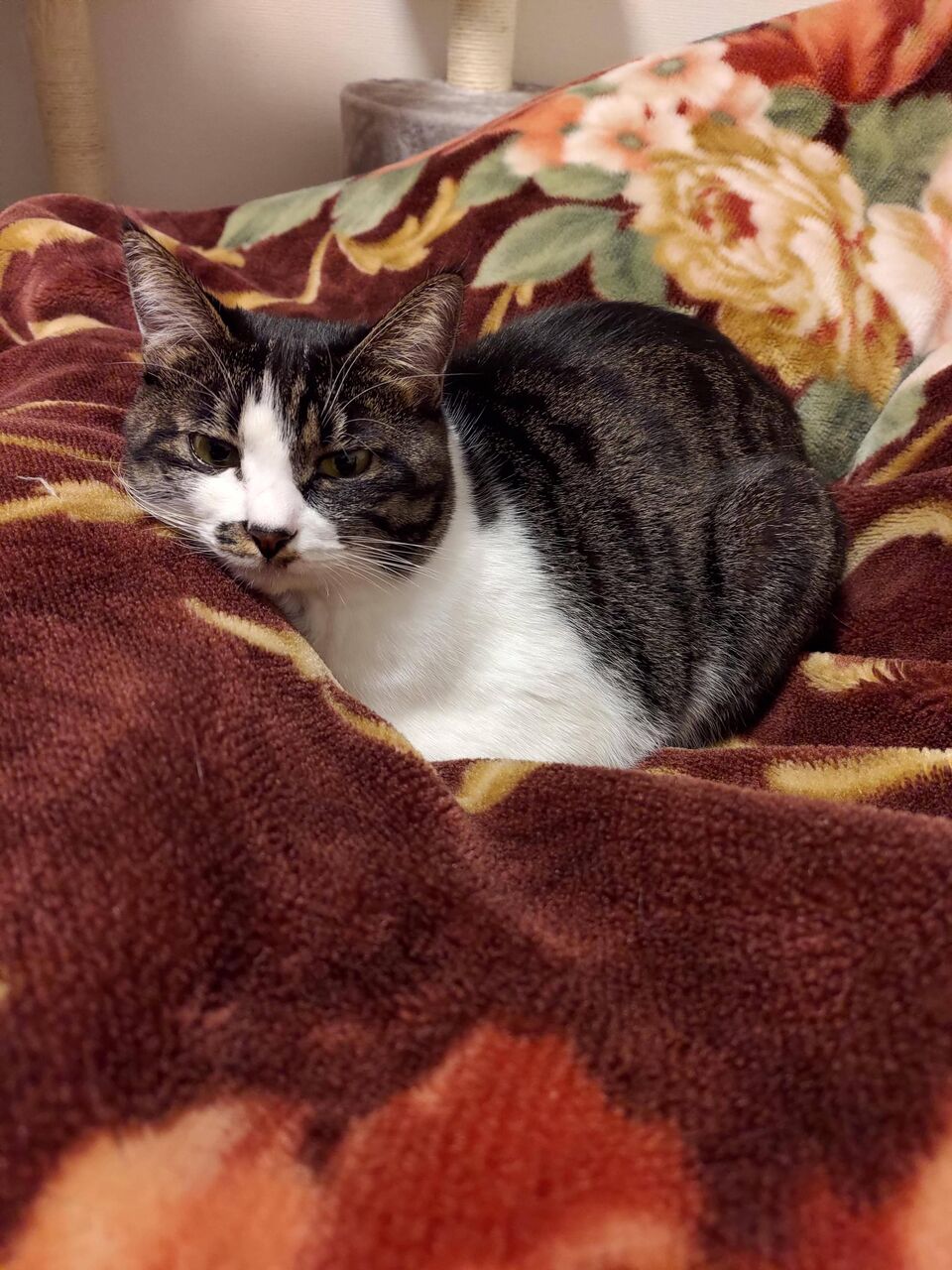 画像 最近うちの猫が寝てる時に近くに来るから不眠症になってる もっふるちゃんねる