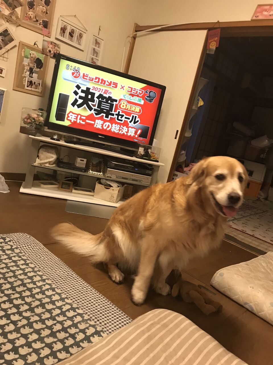 画像多め ワイのイッヌ かわいい むっちゃカメラ目線で草wwww もっふるちゃんねる 画像多め ワイのイッヌ かわいい むっちゃカメラ目線で草wwww もっふるちゃんねる
