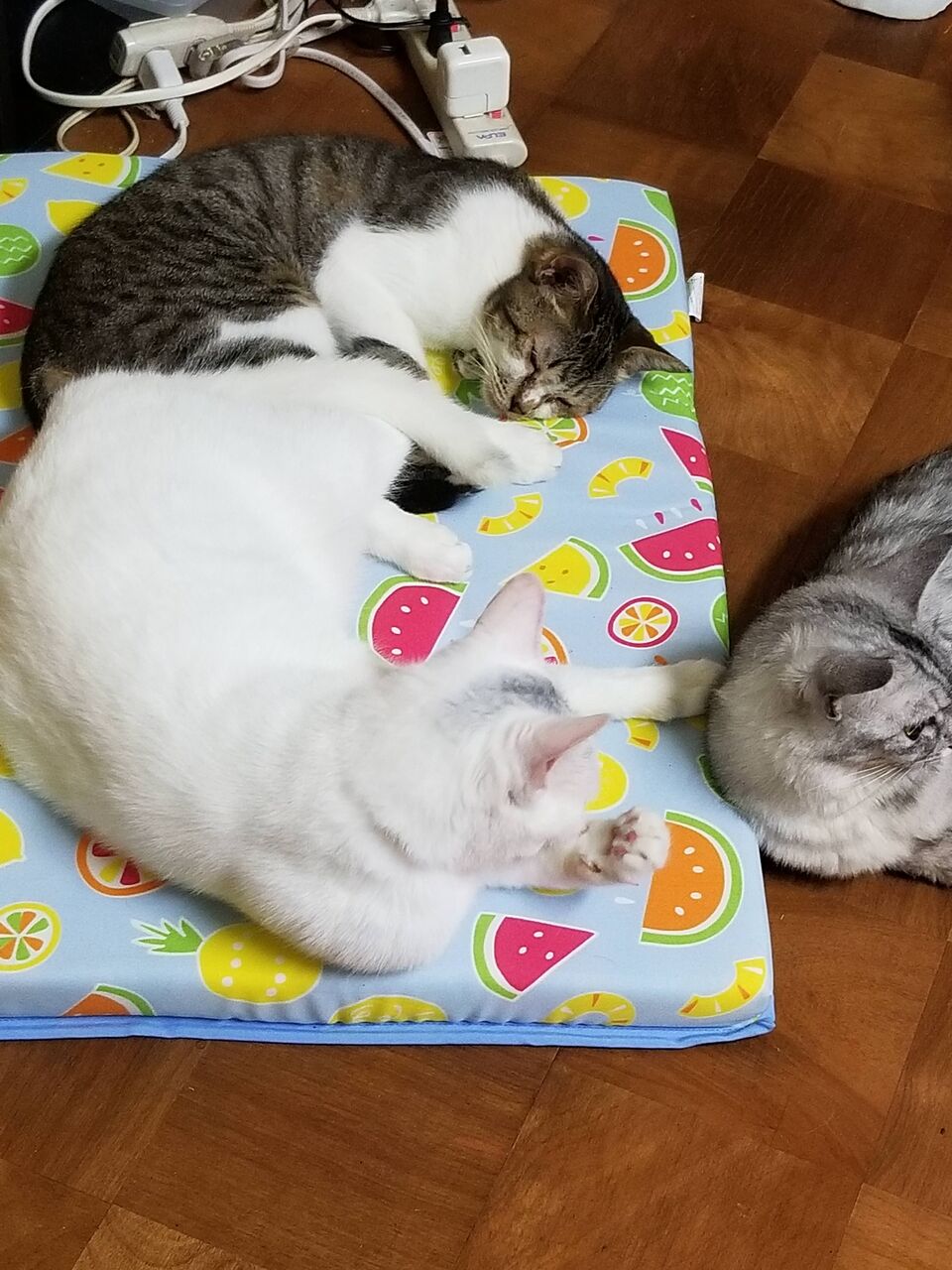 ねこ画像】ひんやりマットの争奪戦に勝った猫さん達u2026乗れなかった子が