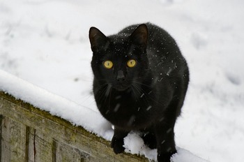 https://pixabay.com/ja/photos/猫-黒-ハローキティ-国内の-141203/