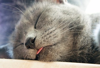 https://pixabay.com/ja/photos/猫-灰色-舌-ピンク-睡眠-168668/