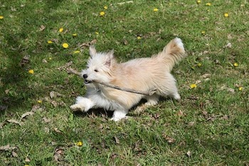 https://pixabay.com/ja/photos/犬-子犬-子犬の遊び、棒-4136399/