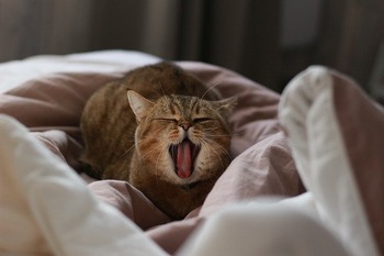 https://pixabay.com/ja/photos/猫-あくび-yawning-4542301/