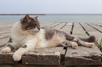 https://pixabay.com/ja/photos/猫-海-ウェブ-長髪の猫-水-4286593/