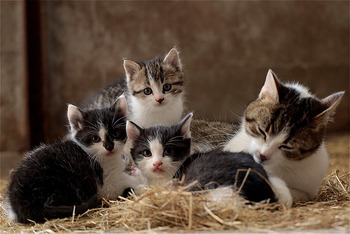 https://pixabay.com/ja/photos/猫の家族-子猫-抱きしめる-5074732/