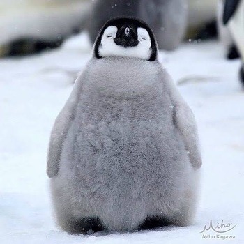 画像多め ペンギンとかいうかわいい生き物wwww もっふるちゃんねる 画像多め ペンギンとかいうかわいい生き物wwww もっふるちゃんねる