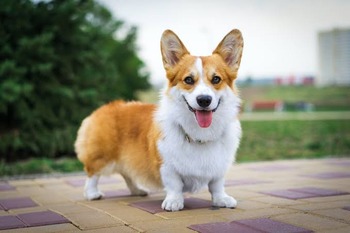 画像 世界一可愛い犬 ウェルシュコーギー に決定しましたwwww もっふるちゃんねる 画像 世界一可愛い犬 ウェルシュコーギー に決定しましたwwww もっふるちゃんねる