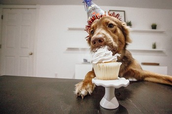 https://pixabay.com/ja/photos/子犬-犬-誕生日-祝う-動物-4484296/