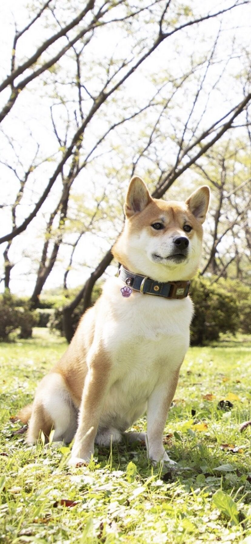 画像 うちの柴犬の目一杯頑張ったドヤ顔wwwキリッ もっふるちゃんねる 画像 うちの柴犬の目一杯頑張ったドヤ顔wwwキリッ もっふるちゃんねる