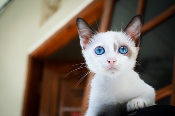 https://pixabay.com/ja/photos/子猫-青い目-猫の目-猫-1866475/