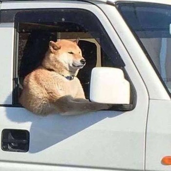 画像多め 三大なんj公認イッヌ ガ ジーヌ ケーキーヌ あと1匹wwww もっふるちゃんねる