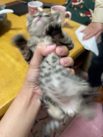 捨て猫拾って1ヶ月経った結果wwwwwww うさみみ速報vip