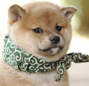 子犬がヒヨコの隣で うとうと していた 大きな頭がカックン 大丈夫 やさしいヒヨコはこうします みゃおーん