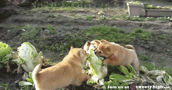Gif多め 面白い犬gifみたいんだけど やっぱりワロタwwwww もっふるちゃんねる