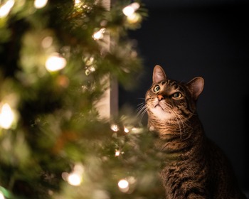 ねこ画像 綺麗なクリスマスの飾りを見上げる猫さん 夢見るような表情ですねwww もっふるちゃんねる