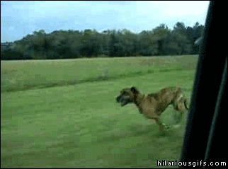 Gif イッヌさん キャベツが好きすぎるwwwwシャクシャク ウマー もっふるちゃんねる Gif イッヌさん キャベツが好きすぎるwwwwシャクシャク ウマー もっふるちゃんねる