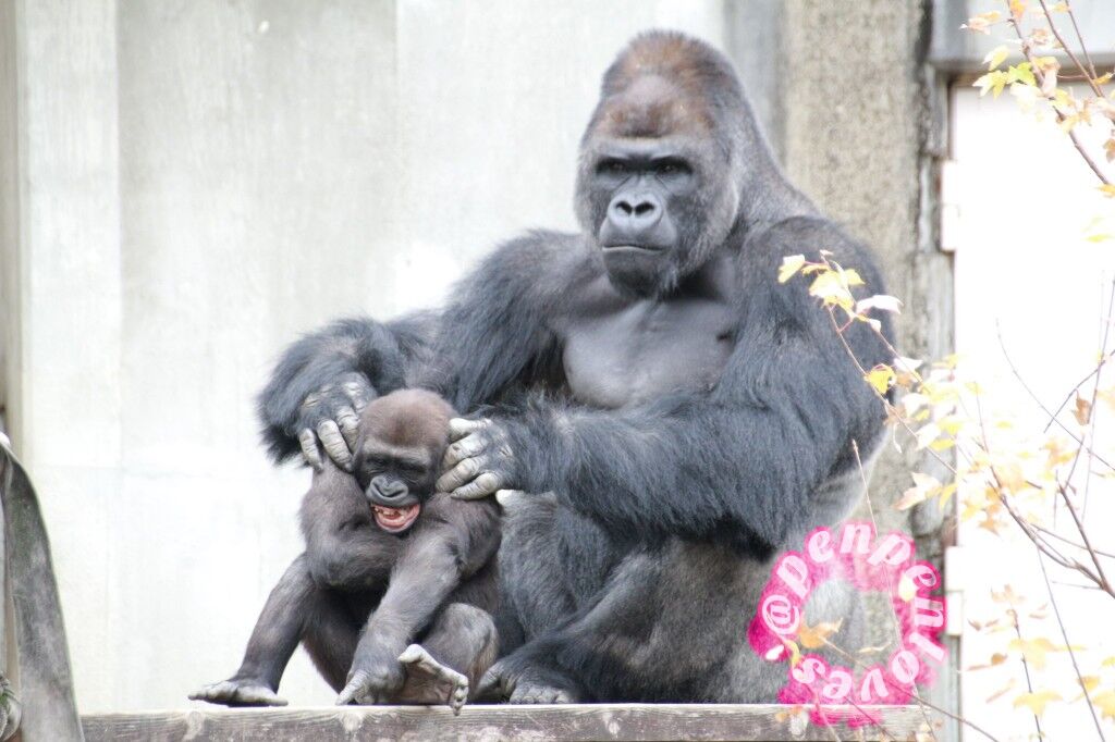 画像 イケメンなゴリラさん 現る ぐうかっこいいwwww もっふるちゃんねる