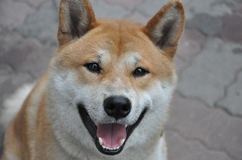 https://pixabay.com/ja/photos/犬-柴犬-笑顔-2238012/