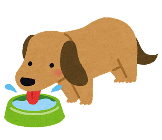 dog_pet_water