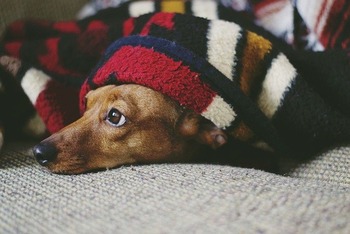 https://pixabay.com/ja/photos/犬-子犬-睡眠-眠っている-5179118/