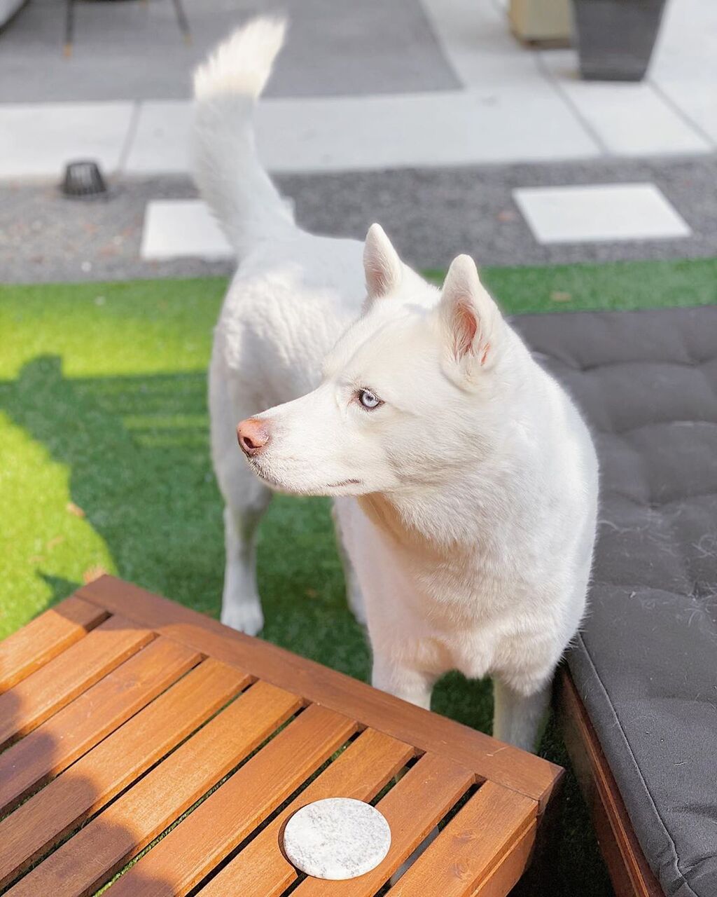 画像 アルビノのシベリアンハスキーさん 何の威厳もなかった もっふるちゃんねる 画像 アルビノのシベリアンハスキーさん 何の威厳もなかった もっふるちゃんねる