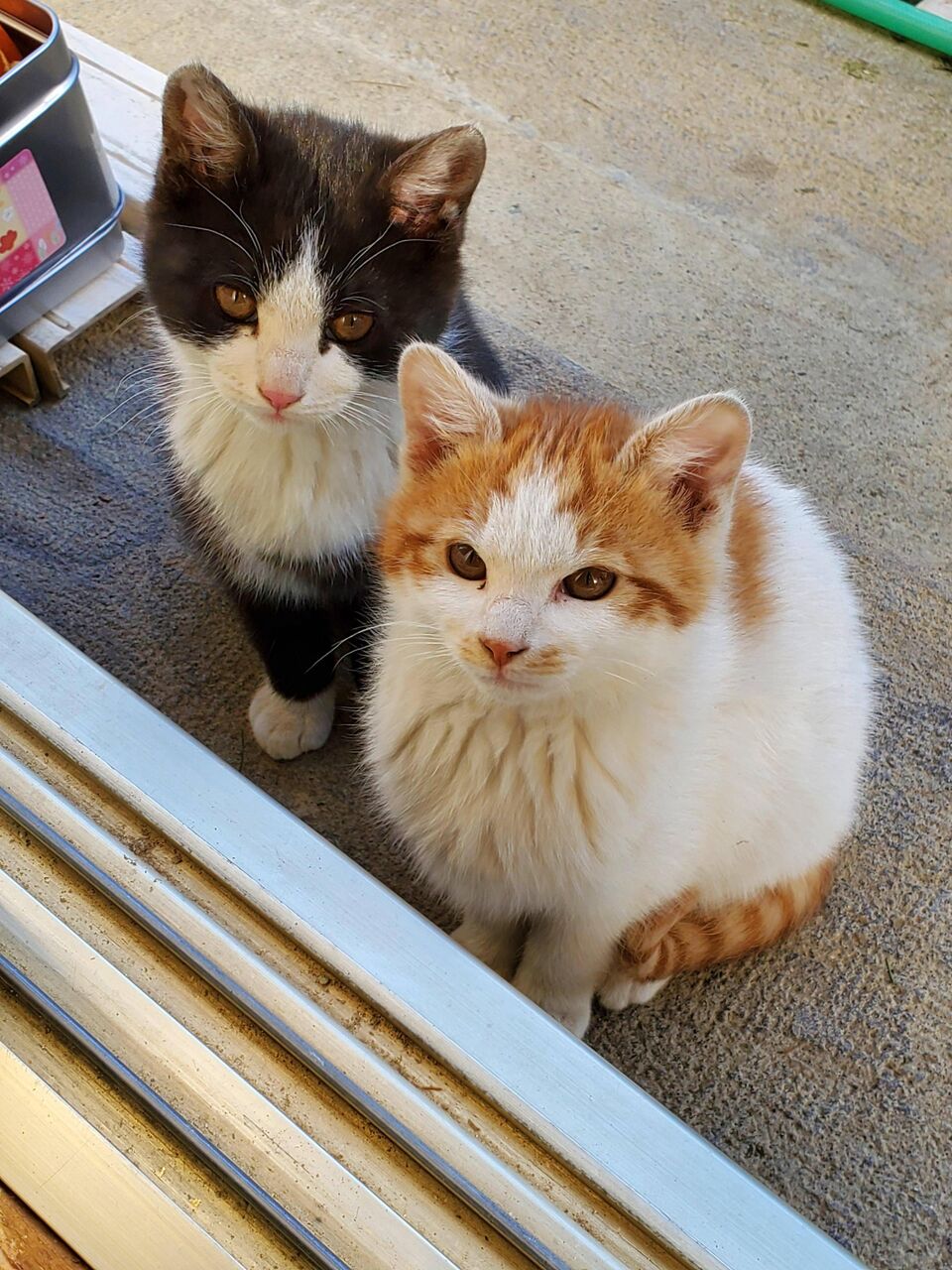 画像 うちの子猫 4ヶ月くらいのハチワレちゃんwww もっふるちゃんねる 画像 うちの子猫 4ヶ月くらいのハチワレちゃんwww もっふるちゃんねる