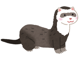 animal_ferret