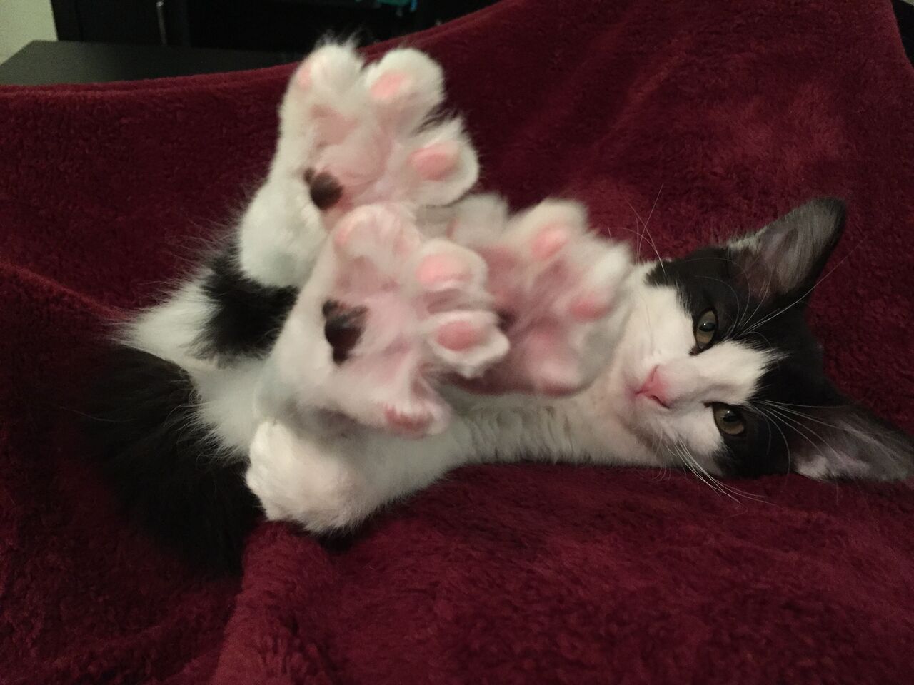 ねこ画像 ピンクの肉球をパーで見せてくれる猫さん サービス精神たっぷりですwww もっふるちゃんねる ねこ画像 ピンクの肉球をパーで見せてくれる猫さん サービス精神たっぷりですwww もっふるちゃんねる