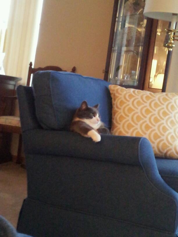 ねこ画像】ソファーで悠然と寛ぐ猫さんu2026この威厳はマフィアのボス 