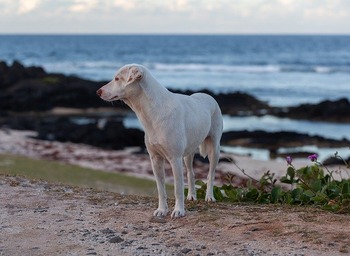 stray-dog-on-beach-4520342_640