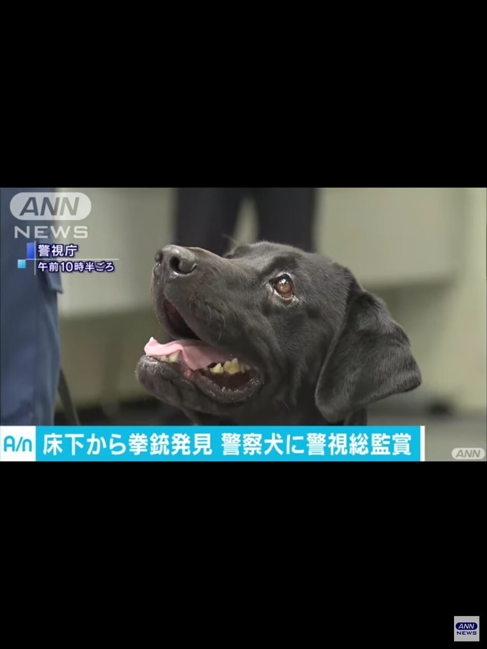 最も好ましい 表彰 警察 犬 かわいい Josspicturelb5dt 最も好ましい 表彰 警察 犬 かわいい Josspicturelb5dt