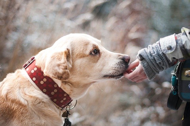 落ち込んでるワイ 犬 無言でやってきてワイの足元に座る もっふるちゃんねる 落ち込んでるワイ 犬 無言でやってきてワイの足元に座る もっふるちゃんねる