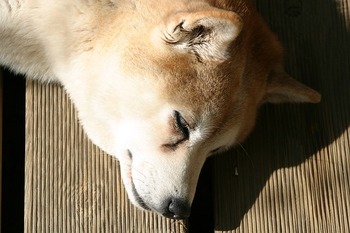 shiba-inu-262843_640